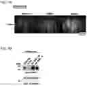 Fig. 05 - Antitumor Agent
