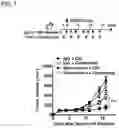 Fig. 08 - Antitumor Agent
