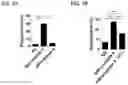 Fig. 09 - Antitumor Agent