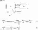 Fig. 18 - Method of treating asthma with anti-IL1RAP antibodies