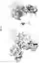 Fig. 20 - Method of treating asthma with anti-IL1RAP antibodies