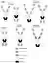 Fig. 02 - Multivalent and multispecific OX40-binding fusion proteins