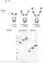 Fig. 06 - Multivalent and multispecific OX40-binding fusion proteins