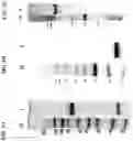 Fig. 02 - MULTIMERIC CD40 BINDING MOLECULES AND USES THEREOF