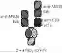 Fig. 01 - HETERODIMERIC ANTIBODIES THAT BIND MSLN AND CD3