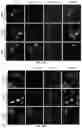 Fig. 12 - POLYPEPTIDE DIRECTED AGAINST PROTEIN TYROSINE PHOSPHATASE 4A PROTEINS, AND COMPOSITIONS AND METHODS FOR USE THEREOF