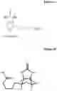 Fig. 02 - NOVEL BIOTIN-SPECIFIC MONOCLONAL ANTIBODY AND USE THEREOF