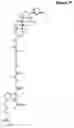 Fig. 07 - NOVEL BIOTIN-SPECIFIC MONOCLONAL ANTIBODY AND USE THEREOF