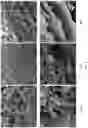 Fig. 07 - METHOD OF PREPARING A NANO- AND/OR MICROSCALE CELLULOSE FOAM