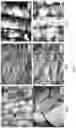 Fig. 08 - METHOD OF PREPARING A NANO- AND/OR MICROSCALE CELLULOSE FOAM