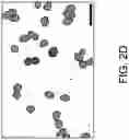 Fig. 08 - HIGH-THROUGHPUT ACOUSTOFLUIDIC FABRICATION OF CELL SPEROIDS