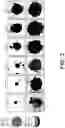 Fig. 09 - HIGH-THROUGHPUT ACOUSTOFLUIDIC FABRICATION OF CELL SPEROIDS