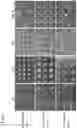 Fig. 03 - CELL CULTURE SUBSTRATE