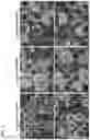 Fig. 04 - CELL CULTURE SUBSTRATE