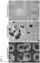 Fig. 06 - CELL CULTURE SUBSTRATE