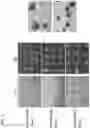 Fig. 08 - CELL CULTURE SUBSTRATE