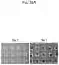 Fig. 20 - CELL CULTURE SUBSTRATE