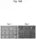 Fig. 21 - CELL CULTURE SUBSTRATE
