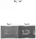 Fig. 22 - CELL CULTURE SUBSTRATE
