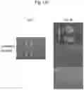Fig. 26 - CELL CULTURE SUBSTRATE