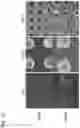Fig. 28 - CELL CULTURE SUBSTRATE