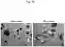 Fig. 29 - CELL CULTURE SUBSTRATE