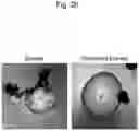 Fig. 30 - CELL CULTURE SUBSTRATE