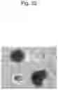 Fig. 33 - CELL CULTURE SUBSTRATE