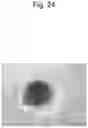 Fig. 34 - CELL CULTURE SUBSTRATE