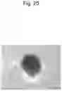 Fig. 35 - CELL CULTURE SUBSTRATE