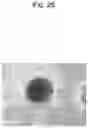 Fig. 36 - CELL CULTURE SUBSTRATE