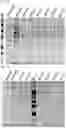 Fig. 12 - Antifouling Composition and Process for Production Thereof