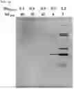 Fig. 13 - Antifouling Composition and Process for Production Thereof