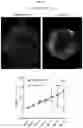Fig. 06 - MICROGLIA-SUFFICIENT BRAIN ORGANOIDS
