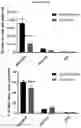 Fig. 08 - MICROGLIA-SUFFICIENT BRAIN ORGANOIDS