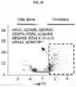 Fig. 13 - MICROGLIA-SUFFICIENT BRAIN ORGANOIDS