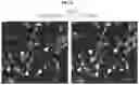 Fig. 16 - MICROGLIA-SUFFICIENT BRAIN ORGANOIDS