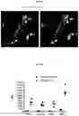 Fig. 22 - MICROGLIA-SUFFICIENT BRAIN ORGANOIDS