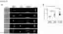 Fig. 06 - MULTICELL CONJUGATES FOR ACTIVATING ANTIGEN-SPECIFIC T CELL RESPONSES