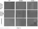 Fig. 08 - Amniotic fluid cell-derived extracellular matrix and uses thereof