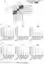 Fig. 08 - CHOROID PLEXUS ORGANOIDS AND METHODS FOR PRODUCTION THEREOF