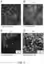 Fig. 06 - BLOOD BRAIN BARRIER MODEL AND METHODS OF MAKING AND USING THE SAME