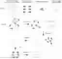 Fig. 02 - Methods and Compositions for the Single Tube Preparation of Sequencing Libraries Using Cas9