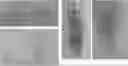 Fig. 01 - METHOD FOR INCREASING CANNABIS YIELD VIA GENE EDITING