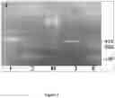Fig. 04 - METHOD FOR INCREASING CANNABIS YIELD VIA GENE EDITING