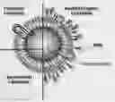 Fig. 01 - FUSOGENIC LIPID NANOPARTICLES FOR THE TARGET CELL-SPECIFIC PRODUCTION OF RAPAMYCIN INDUCIBLE THERAPEUTIC PROTEINS
