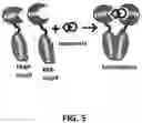 Fig. 07 - FUSOGENIC LIPID NANOPARTICLES FOR THE TARGET CELL-SPECIFIC PRODUCTION OF RAPAMYCIN INDUCIBLE THERAPEUTIC PROTEINS