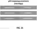Fig. 17 - FUSOGENIC LIPID NANOPARTICLES FOR THE TARGET CELL-SPECIFIC PRODUCTION OF RAPAMYCIN INDUCIBLE THERAPEUTIC PROTEINS