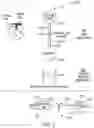 Fig. 02 - SOLUTION-PHASE, TRANS-ACTIVATED REPORTER SYSTEMS FOR USE IN CRISPR-BASED NUCLEIC ACID SEQUENCE DETECTIONS
