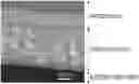 Fig. 01 - Electrical steel sheet having insulating coating